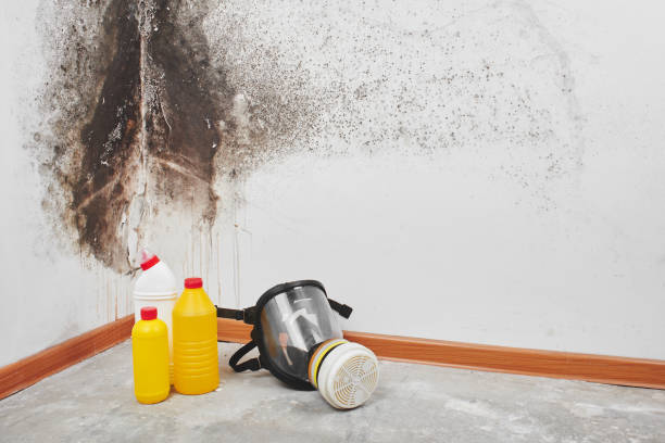 Best Emergency Mold Removal  in Columbus Af, MS