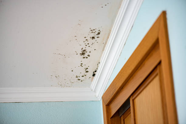 Best Commercial Mold Removal  in Columbus Af, MS