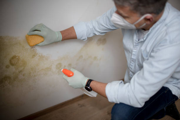 Reliable Columbus Af, MS Mold Removal Solutions