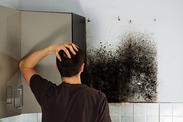 Best Mold Removal Near Me  in Columbus Af, MS