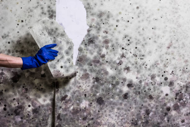 Best Mold Remediation  in Columbus Af, MS